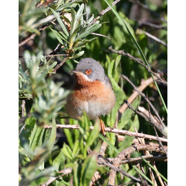 Eastern Sub-alpine Warbler Spurne  2021