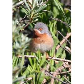 Eastern Sub-alpine Warbler Spurne  2021 1