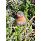 Eastern Sub-alpine Warbler Spurne  2021 1
