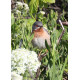 Eastern Sub-alpine Warbler Spurne  2021 2