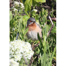 Eastern Sub-alpine Warbler Spurne  2021 2