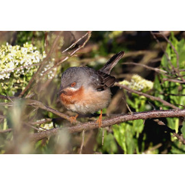 Eastern Sub-alpine Warbler Spurne  2021 3
