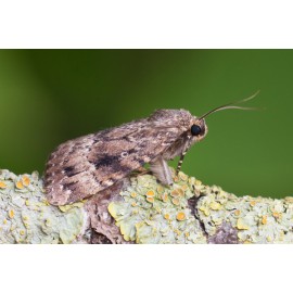 Copper Underwing 1