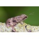 Copper Underwing 1