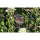 Eastern Sub-alpine Warbler Spurne  2021 4
