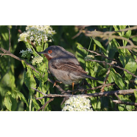 Eastern Sub-alpine Warbler Spurne  2021 4