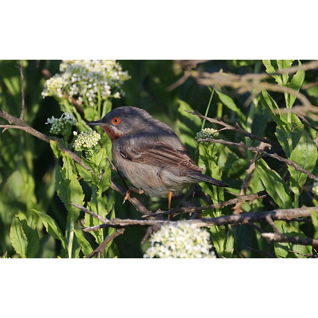 Eastern Sub-alpine Warbler Spurne  2021 4