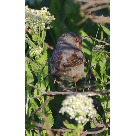 Eastern Sub-alpine Warbler Spurne  2021 5