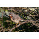 Eastern Sub-alpine Warbler Spurne  2021 6