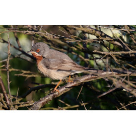 Eastern Sub-alpine Warbler Spurne  2021 6