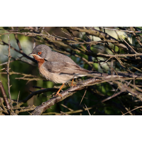 Eastern Sub-alpine Warbler Spurne  2021 6
