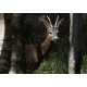 Roe Deer Padley
