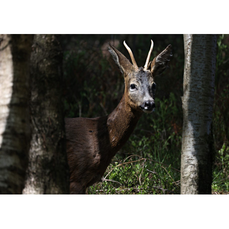 Roe Deer Padley