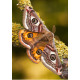 Emperor Moth Male