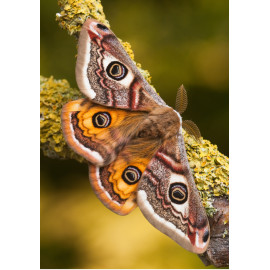 Emperor Moth Male