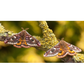 Emperor Moths