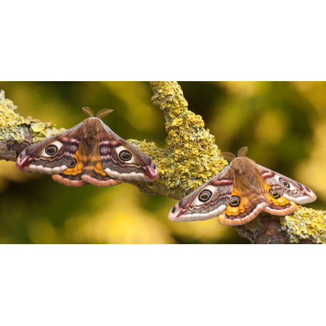 Emperor Moth Male