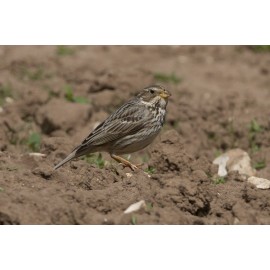Corn Bunting at Choseley