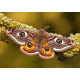 Emperor Moth 1