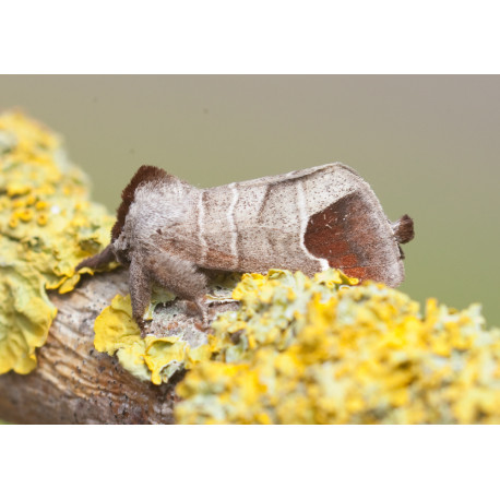 Emperor Moth 1
