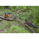 Kingfisher and blackbird