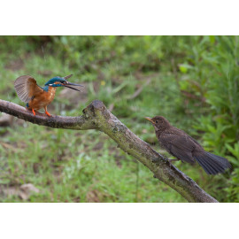 Kingfisher and blackbird