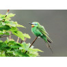 Blue Cheeked Bee-eater Shetland 1