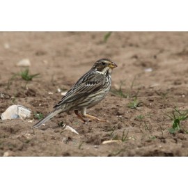 Corn Bunting in Norfolk