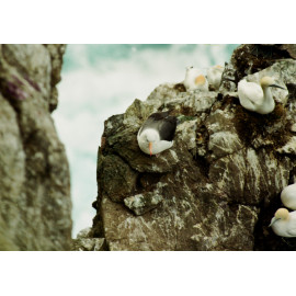 Black Browed Albatross Shetland