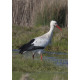 White Stork Acle