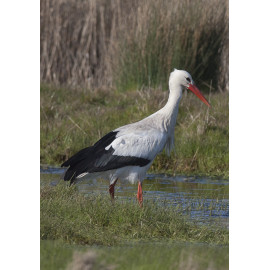White Stork Acle