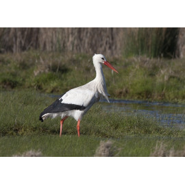 White Stork Acle 1