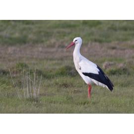White Stork Acle 2