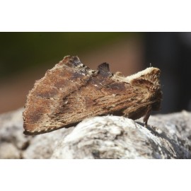 Coxcombe Prominent