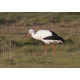 White Stork Acle 3