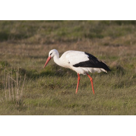 White Stork Acle 3