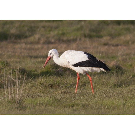 White Stork Acle 3