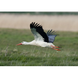 White Stork Acle 4