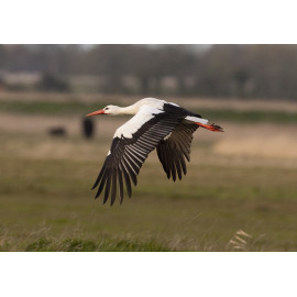 White Stork Acle 5