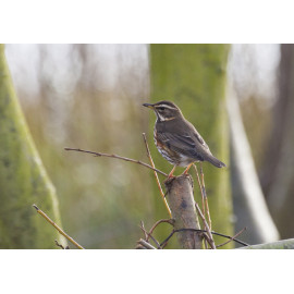 Redwing Oulton Broad