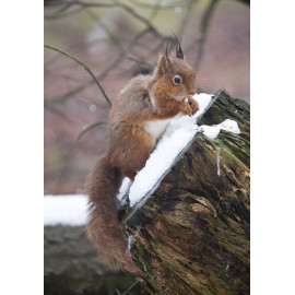 Red Squirrel in the snow