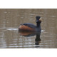 Black Necked Grebe Leeds