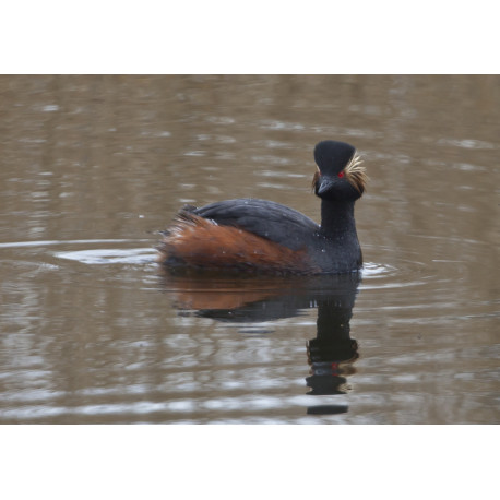 Black Necked Grebe Leeds