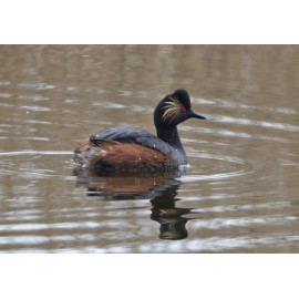 Black Necked Grebe Leeds 1