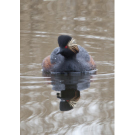 Black Necked Grebe Leeds 2