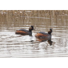 Black Necked Grebes Leeds