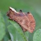 Coxcombe Prominent 1