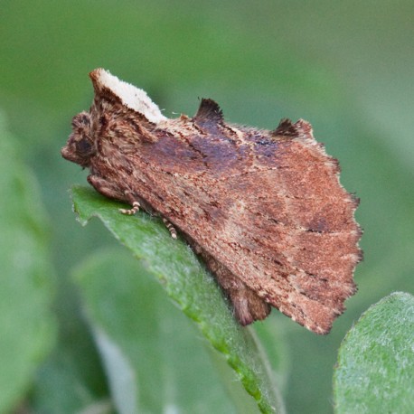 Coxcombe Prominent 1