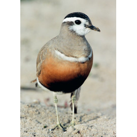 Dotterel Titchwell