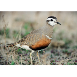 Dotterel Titchwell 1